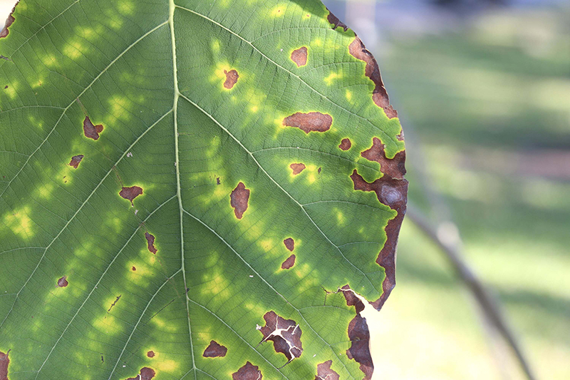 mills potassium deficiency in plants