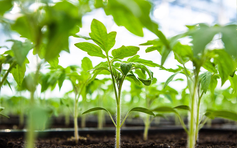 Enhanced Plant Growth