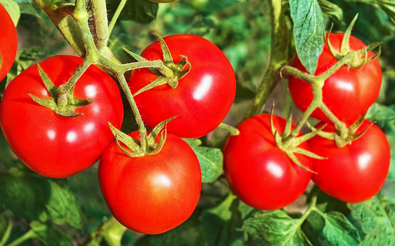 FruitsVeg Grown with monosilic