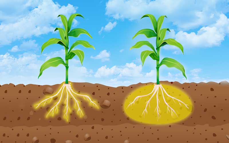 Nutrient uptake in plants
