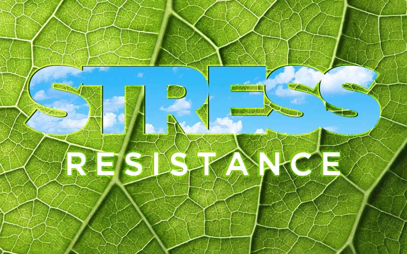 Stress resistance in plants